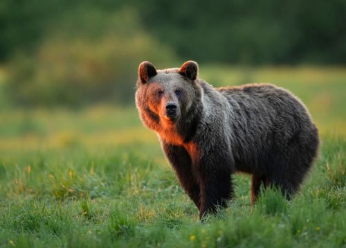 Transfăgărășanul se redeschide cu o lună mai devreme, turiștii avertizați să nu hrănească urșii
