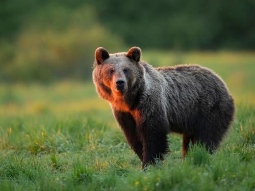 Peste 200 de urși din România vor fi împușcați. Academia Română a avizat decizia