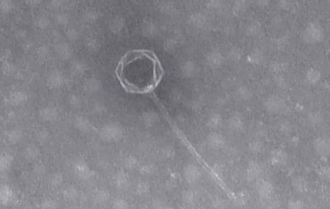 Alertă în sănătate publică: Virusul gripei aviare H5N1 ar putea dobândi capacitatea de a infecta oamenii