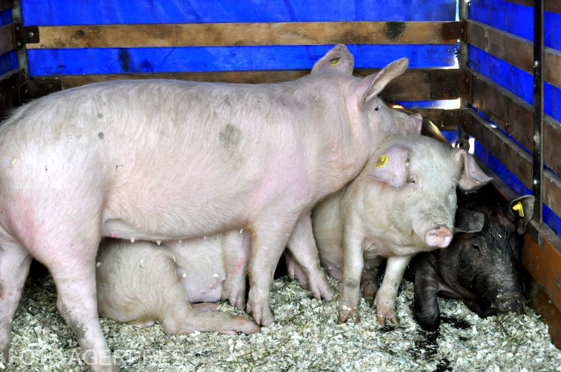 A început cursa pentru „marele alb” de Crăciun. Cât costă un porc anul acesta