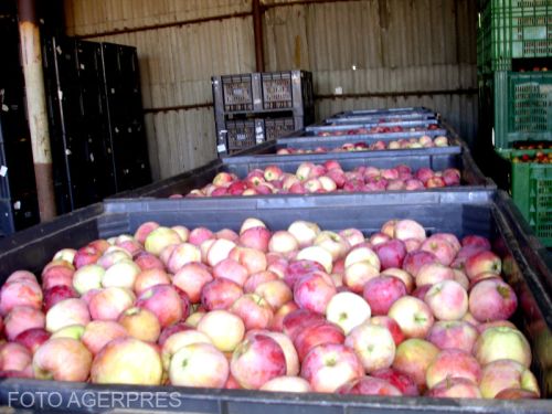 România, dependentă de importurile de alimente. Mâncăm mere din Polonia, iar fructele noastre se strică în livadă