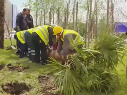 Primarul a plantat palmieri pe drumul neasfaltat din Mehedinți