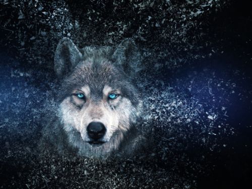 Dicționar de vise: Ce înseamnă când visezi lupi? E semn bun sau rău?