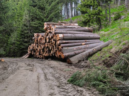Prețul lemnelor pentru foc se majorează din nou. Cât costă în acest an un metru cub de lemne