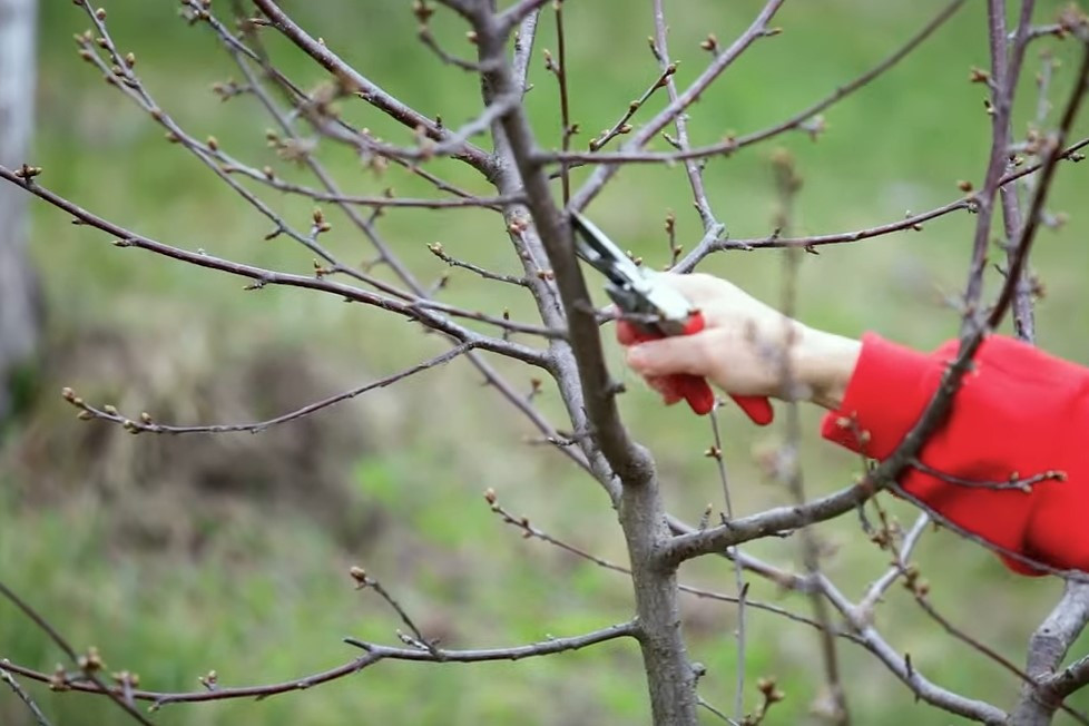Vremea anormală dă peste cap natura. Localnicii au ieșit în grădini pentru a se mira de fenomenul rar din mijlocul toamnei