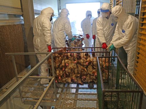 Gripa aviară scumpește carnea și ouăle. Fermierii avertizează că prețurile se vor mări dramatic