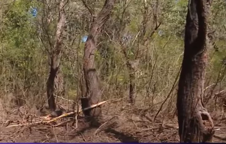 Noi bucăți de dronă rusească găsite în Tulcea. Primarul din Ceatalchioi: „Am fost luat în derâdere, oamenii știau că drone cad”