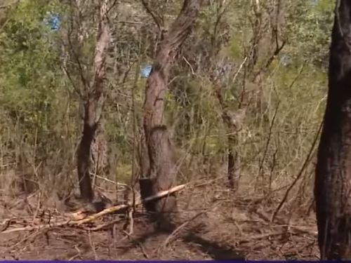 Noi bucăți de dronă rusească găsite în Tulcea. Primarul din Ceatalchioi: „Am fost luat în derâdere, oamenii știau că drone cad”