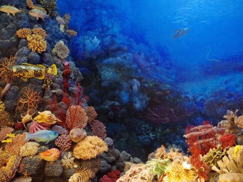 Fenomenul de albire a coralilor atinge niveluri record pe fondul încălzirii oceanelor