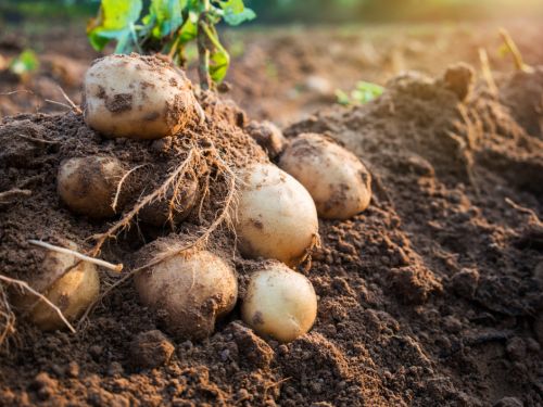 Guvernul acordă ajutor financiar pentru culturile de cartofi și usturoi. Ce sume vor primi producătorii