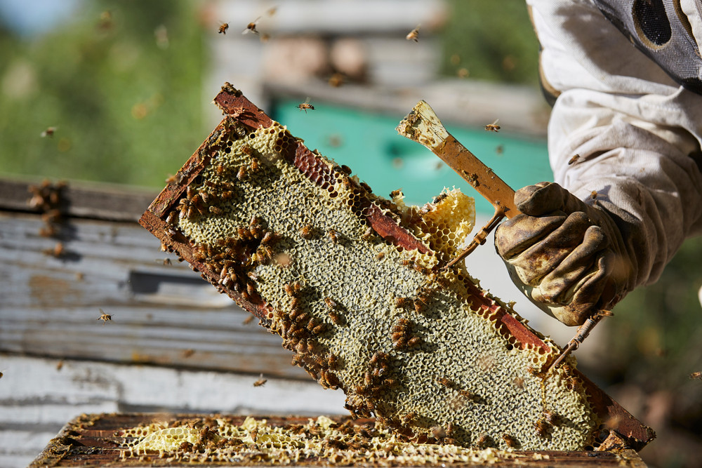 Canicula scade câștigurile apicultorilor. Albinele rămân fără hrană și faguri