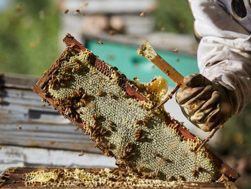 Canicula scade câștigurile apicultorilor. Albinele rămân fără hrană și faguri
