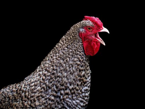 Sfaturi esențiale pentru creșterea sănătoasă a găinilor