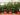 Romsilva scoate brazii de Crăciun la vânzare. Care este preţul de pornire al pomilor în acest an