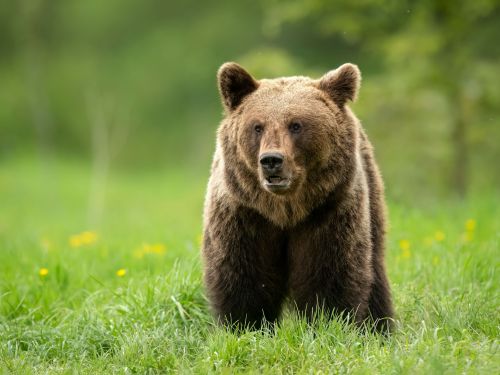 Alertă în Ploiești. Un urs este căutat cu drona. Oamenii sunt îndemnați să stea in case