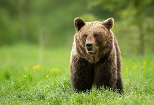 Alertă la Zoo Târgu Mureș după ce un urs sălbatic a omorât o căprioară