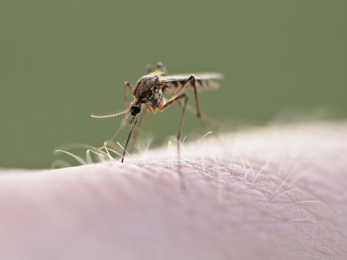 Încă o persoană a fost infectată cu virusul West Nile. Pacientul este internat la Spitalul de Boli Infecţioase Timişoara