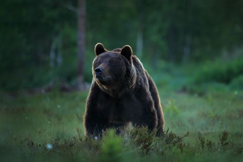 Turistă străină atacată de urs în apropierea Barajului Vidraru