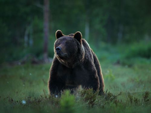 Șapte mesaje RO-ALERT în doar o zi despre prezența urșilor. Ce județe sunt vizate