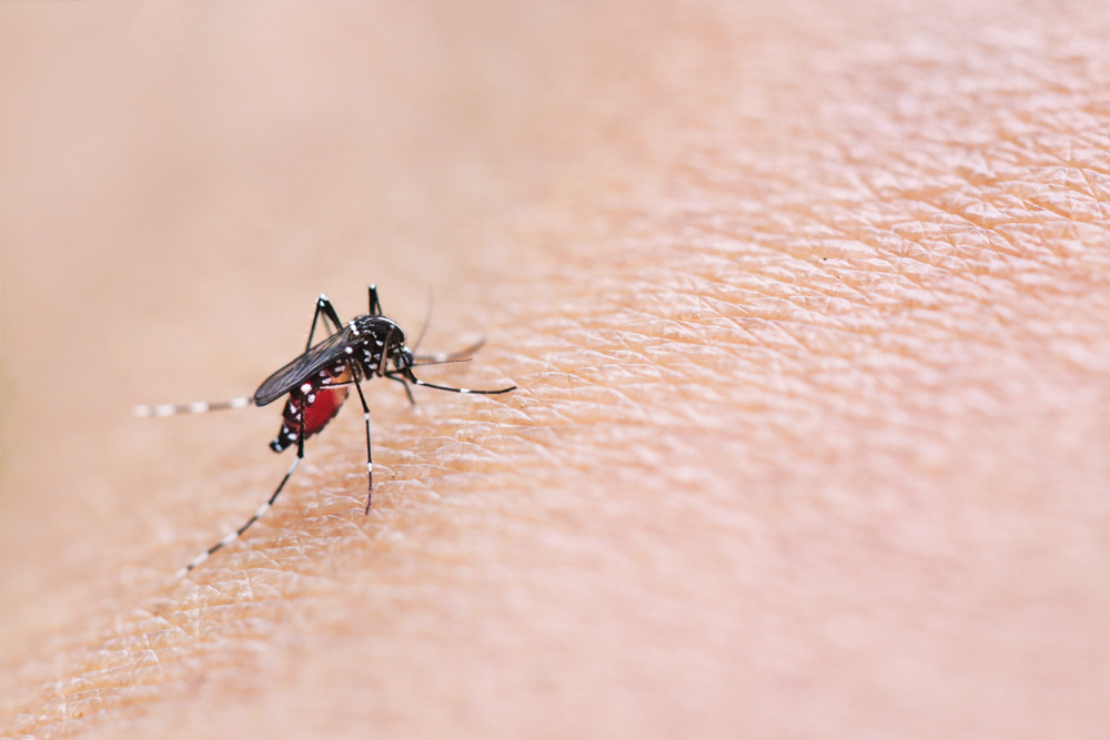 82 de cazuri confirmate cu virusul West Nile în România. INSP: 10 persoane au murit din cauza acestei infecții