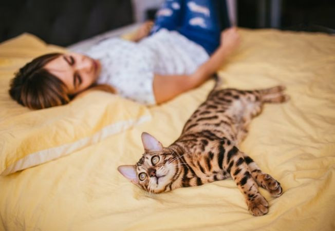 Propunere legislativă: pisicile nesupravegheate ar putea fi considerate „animale fără stăpân” şi eutanasiate