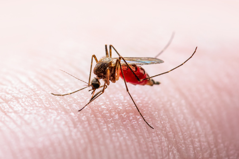 Alte două cazuri de infecție cu virusul West Nile înregistrate în Brăila