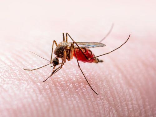 Alte două cazuri de infecție cu virusul West Nile înregistrate în Brăila