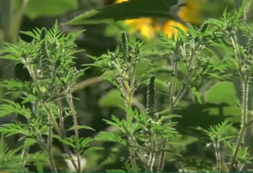 Amenzi uriașe pentru cei care nu elimină ambrozia de pe terenurile lor. Cum poți scăpa de această plantă