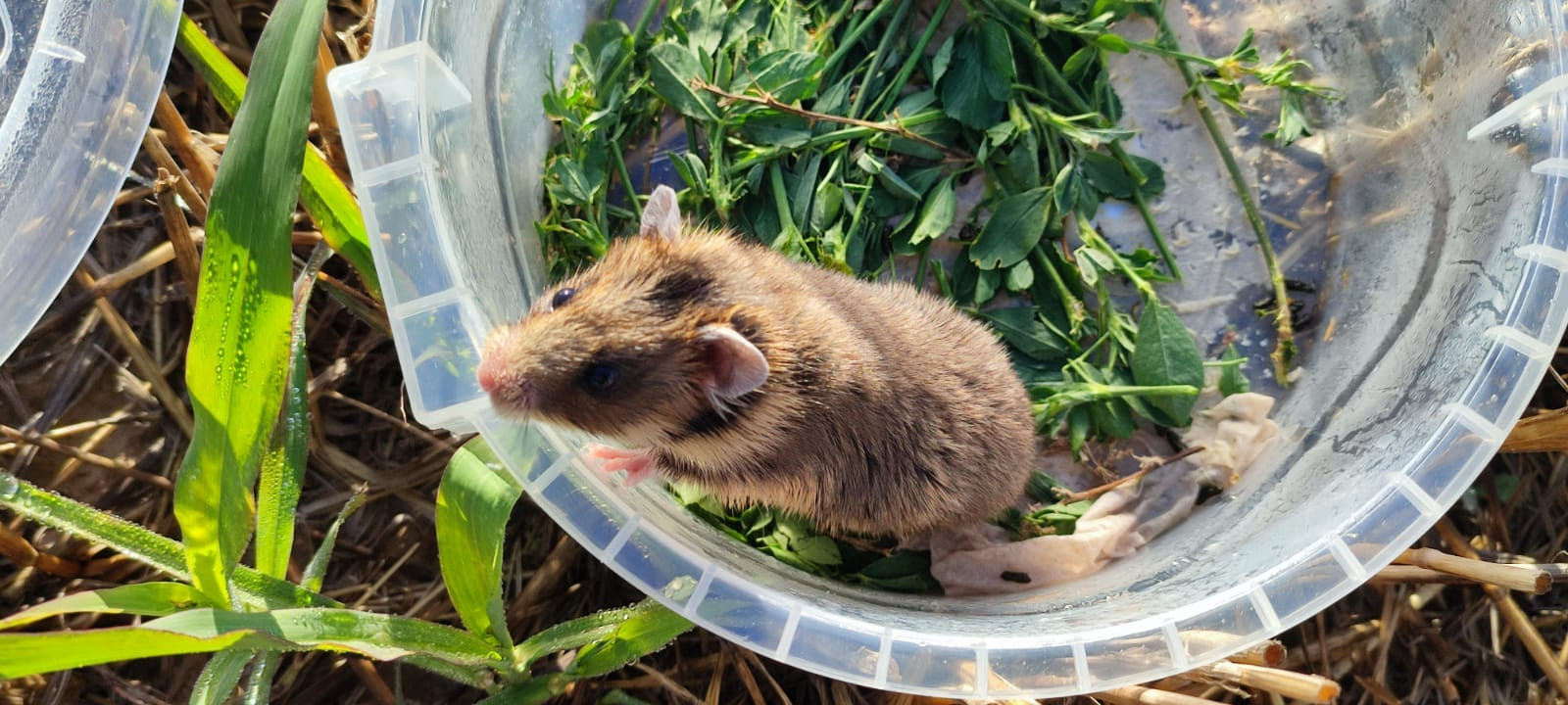 Ce animal spectaculos trăiește doar în România și Bulgaria. A fost văzut după trei ani
