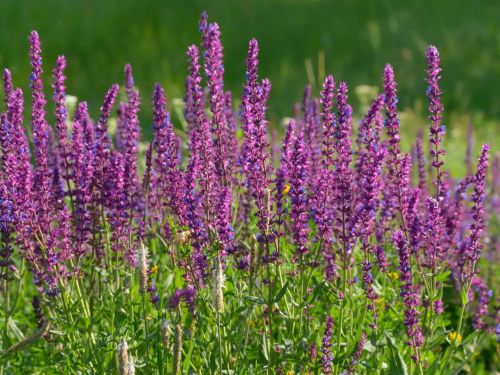 Ce este salvia, ce proprietăți și beneficii are pentru sănătate, cum să o consumăm