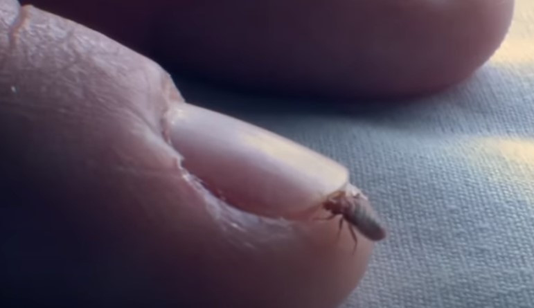 Bucureștiul, invadat de ploșnițe. Cât te costă să scapi de ele