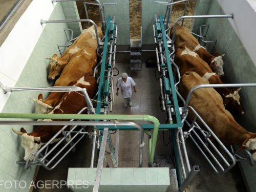 România produce tot mai puțin lapte: importăm masiv din afară. Fermierii se plâng că statul nu îi ajută: „Nu mi se pare normal”