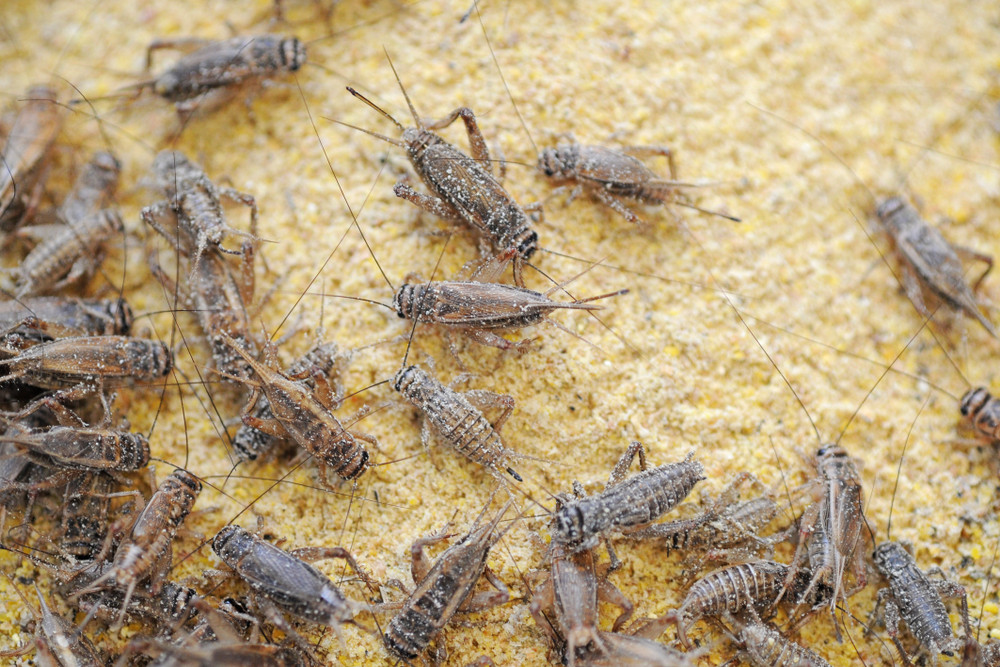 Vin primele produse cu insecte în România. Ministrul Agriculturii vrea să lase greierii să cânte