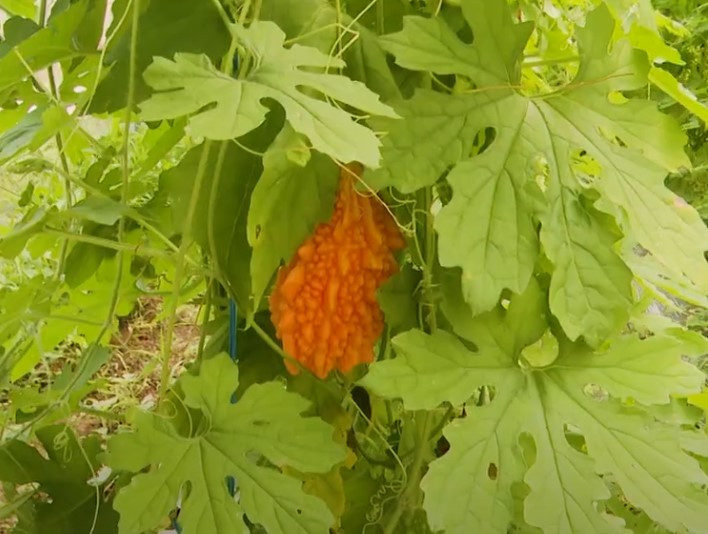 Leguma adusă din Nepal în Gorj. Are un gust amar, dar un profit dulce
