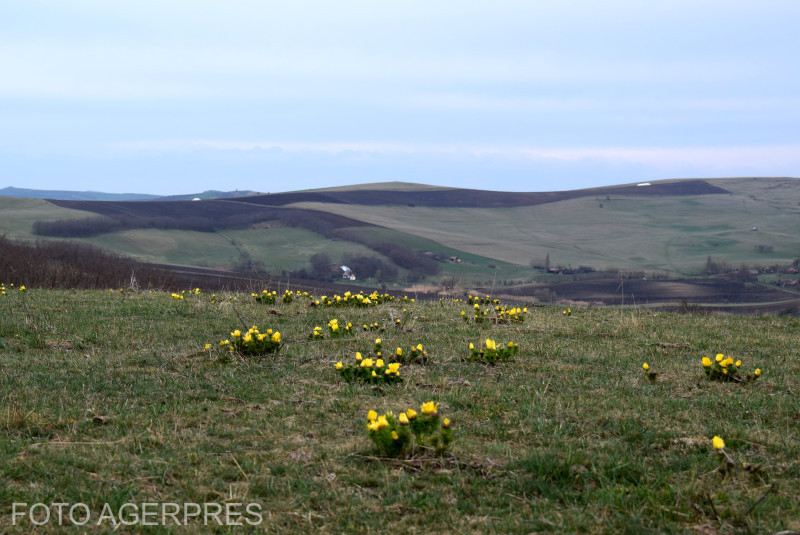 Ce animal spectaculos trăiește doar în România și Bulgaria. A fost văzut după trei ani