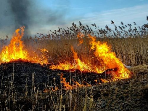 Incendiu pornit de la o țigară aruncată la întâmplare, în Giurgiu. Cinci hectare de vegetație s-au făcut scrum