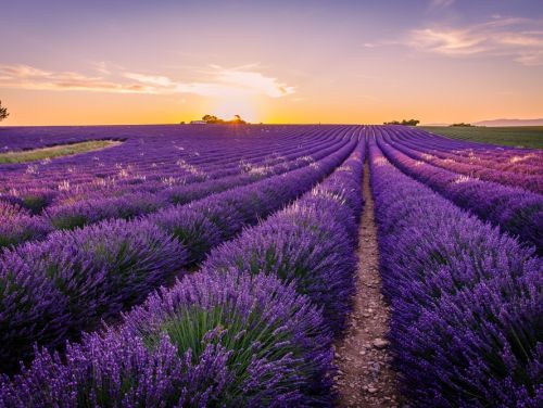 Lavanda Fest la Brașov. Ce produse vor fi expuse la eveniment
