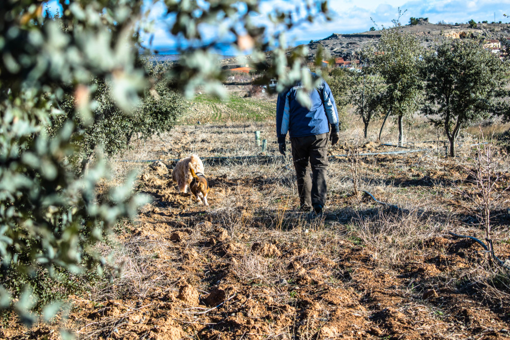 Este sezonul „diamantelor negre” în pădurile din România. Un kilogram ajunge să coste şi 1.000 de lei